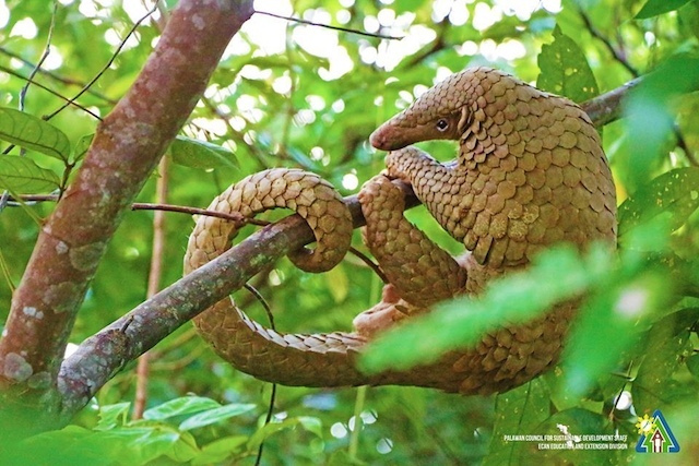 Palawan Pangolin - Philippine Wildlife Art