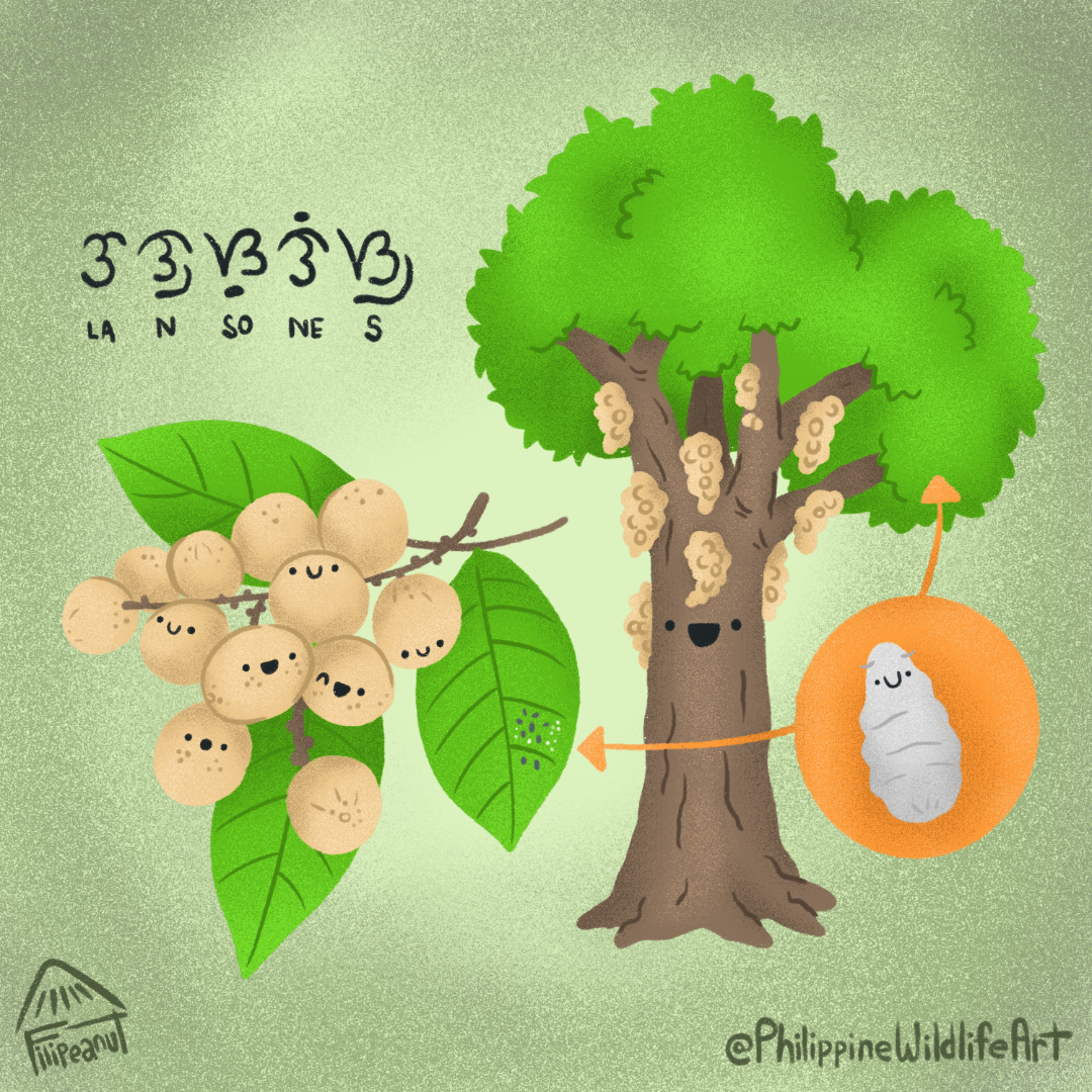 Lanzones - Philippine Wildlife Art